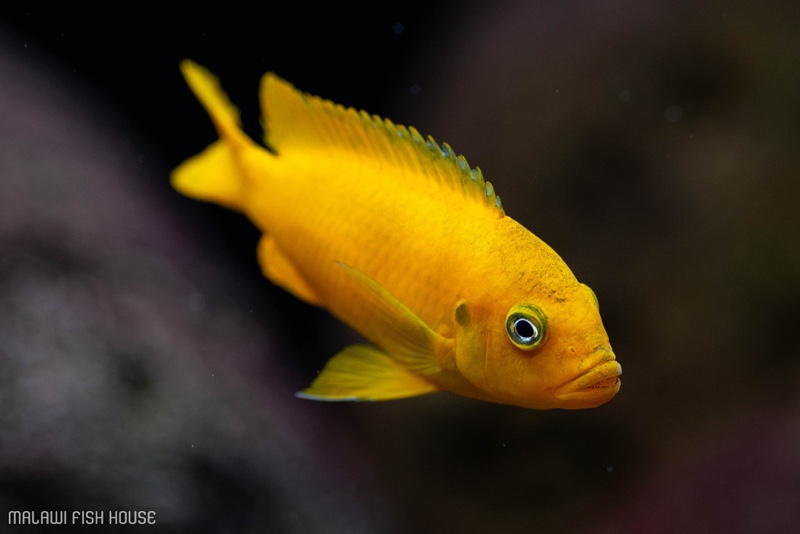 Maylandia sp. 'msobo' Magunga